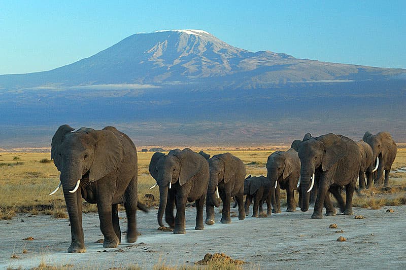 Elephants in Amboseli with Mount Kilimanjaro behind them