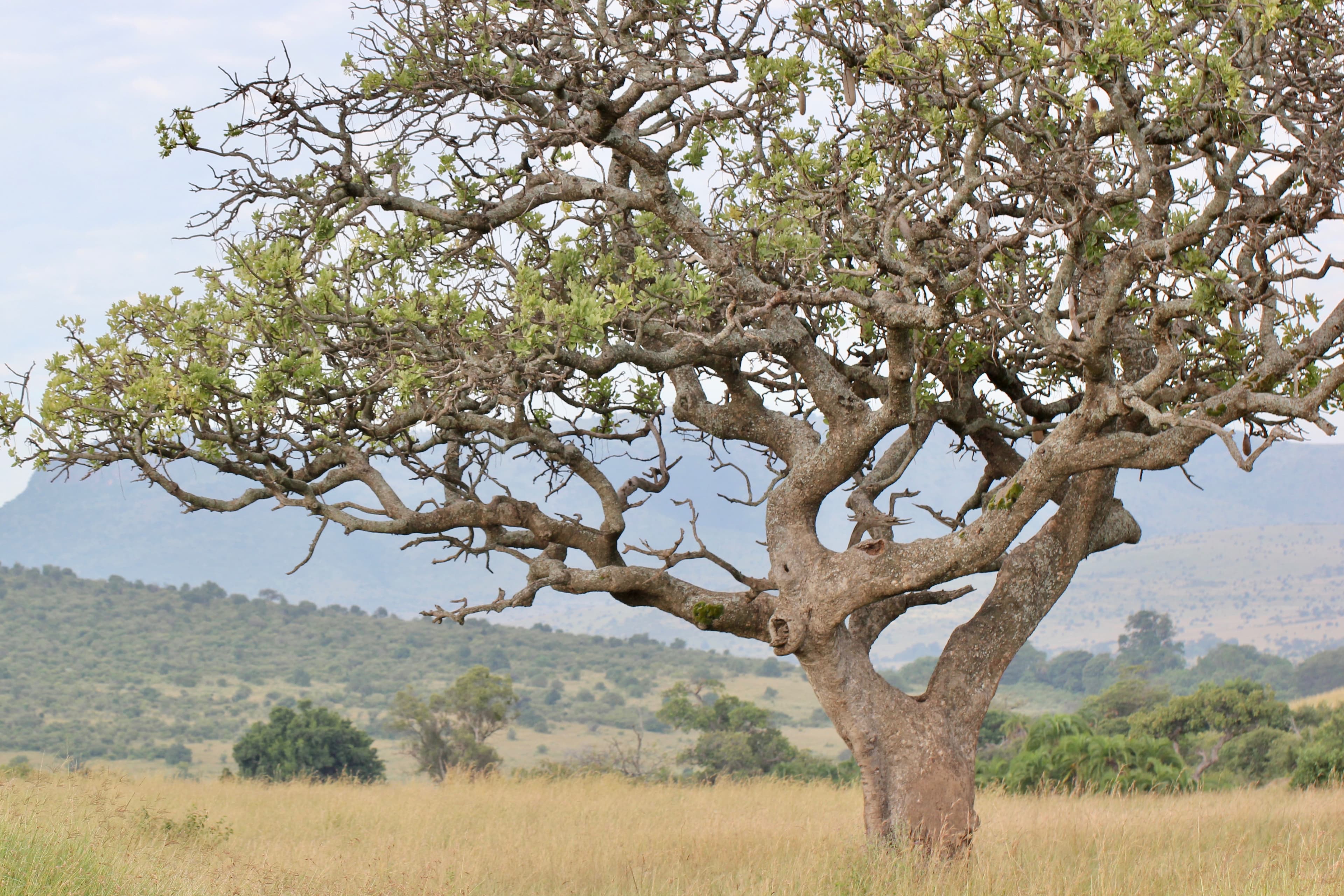 Acacia tree on the savannah in the Maasai Mara, Kenya