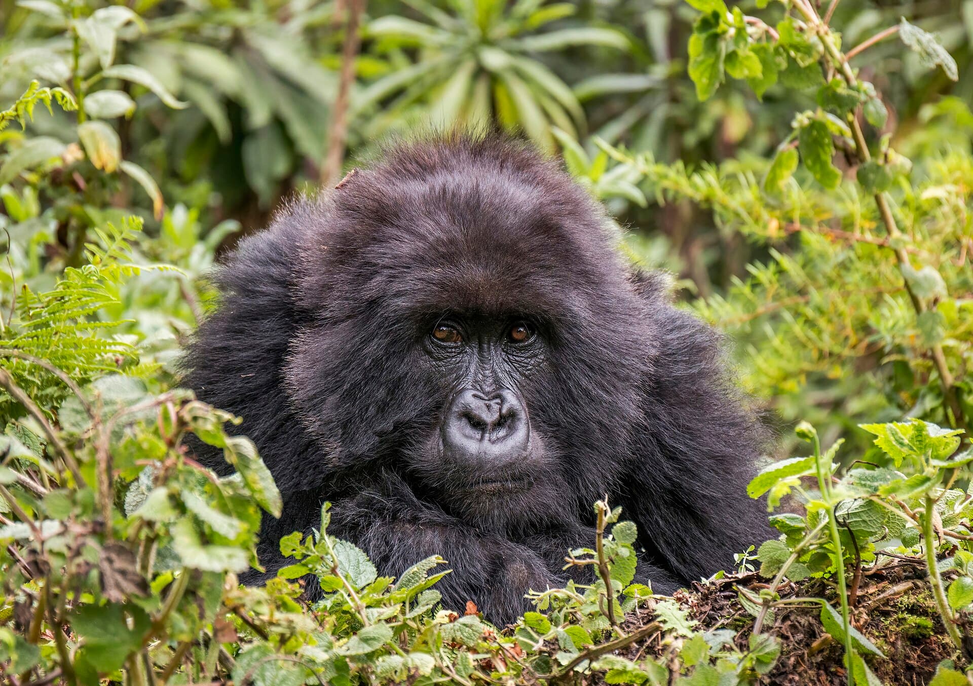 Volcanoes National Park, Rwanda