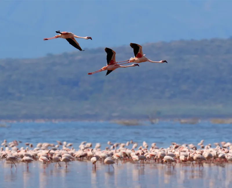Safariman Expeditions - Lake Nakuru National Park Destination