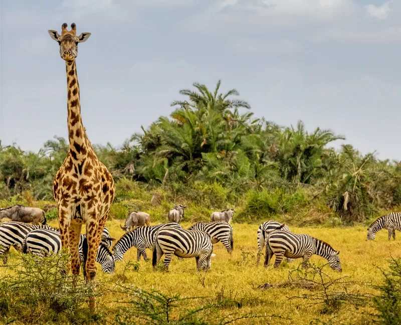 Safariman Expeditions - Tanzania Destination