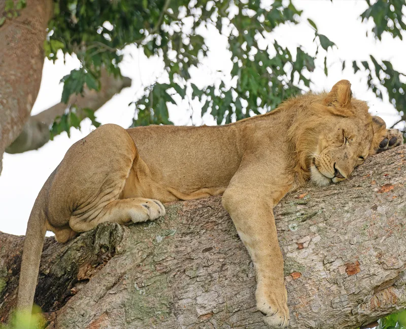 Safariman Expeditions - Uganda Destination - Queen Elizabeth National Park